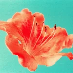 Pourquoi choisir la Gestalt ?